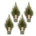 4x Picea glauca Conica - Zuckerhutfichte - Grün - Weihnachtsbaum - Ø17cm - ↕65cm Bild 2