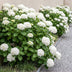 Green boutiQ - Hortensia - Hydrangea macrophylla Blue - Flowers White - 1 Plant - Deciduous - Easy Care - Pot 17cm Height 30cm Bild 6