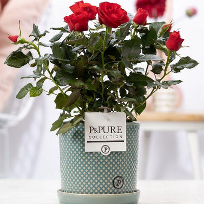 Rote Rose im P&PURE Lauren Keramiktopf Ø12cm - ↕30cm