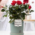 Rote Rose im P&PURE Lauren Keramiktopf Ø12cm - ↕30cm Bild 2
