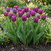 30x Triumph-Tulpe Lila - Frühjahrsblüher, Zwiebelgröße 11/12 Bild 2