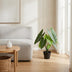 Artificial Alocasia Polly: Artificial Plant, 40cm – Tropical Flair Without the Fuss Bild 3