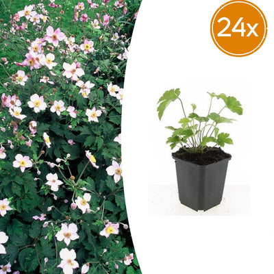 24x Anemone tom. 'Robustissima' (10-25cm, 9cm Topf)