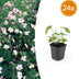 24x Anemone tom. 'Robustissima' (10-25cm, 9cm Topf) Bild 1