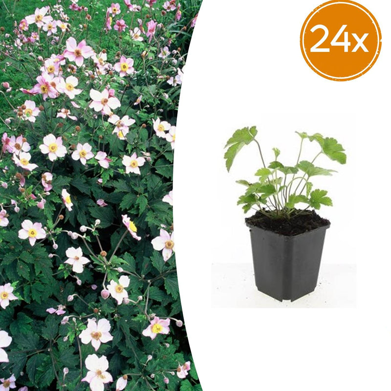 24x Anemone tom. 'Robustissima' (10-25cm, 9cm Topf)