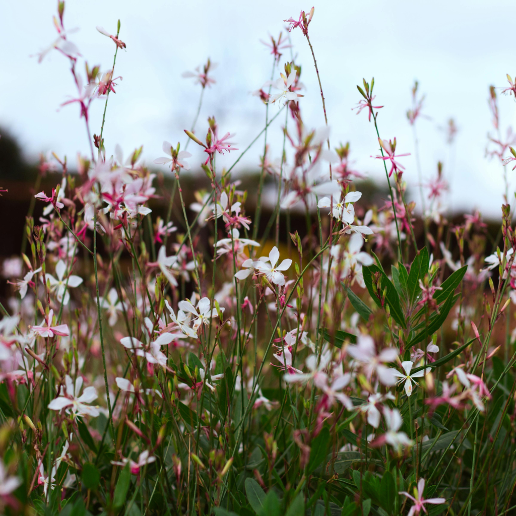 12x Gaura 'Whirling Butterflies' | Prachtkerze, 10-25cm hoch, Ø9cm Topf