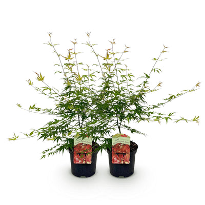 GreenboutiQ Japanischer Ahorn 'Pink Dwarf' - 2 rosa Pflanzen, 70cm