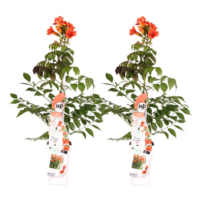 2x Trompetenblume 'Summer Jazz Fire' - 65cm - Topf Ø15