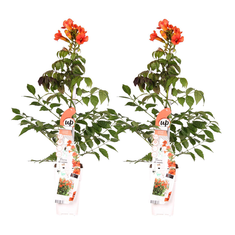 2x Trompetenblume 'Summer Jazz Fire' - 65cm - Topf Ø15