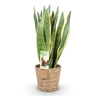 Sansevieria Laurentii mit Korb - Pflegeleicht & Dekorativ