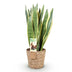 Sansevieria Laurentii mit Korb - Pflegeleicht & Dekorativ Bild 2