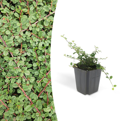 Cotoneaster 'Queen of Carpets' Bodendecker, 10-25cm, Ø9cm
