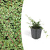 Cotoneaster 'Queen of Carpets' Bodendecker, 10-25cm, Ø9cm Bild 1