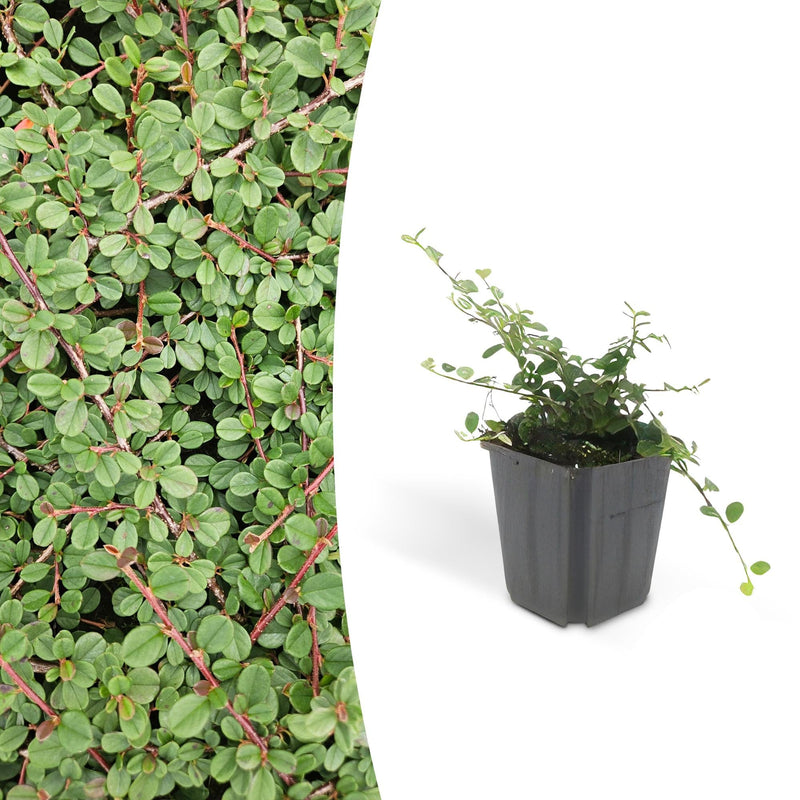 Cotoneaster 'Queen of Carpets' Bodendecker, 10-25cm, Ø9cm
