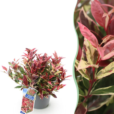 GreenboutiQ - Garden Plant - Leucothoe Colour Diamond - Variegated - 1 Plant - Evergreen - Low Maintenance - Pot 17cm Height 45cm