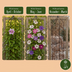 12x Clematis Rainbow - Waldrebe Rainbow - Lila - Rot - Rosa - Weiß - Kletterpflanze - Ø9cm - ↕35cm Bild 7