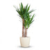 Yucca Palmlilie mit weißem Topf – 90cm – Ø21 Bild 1