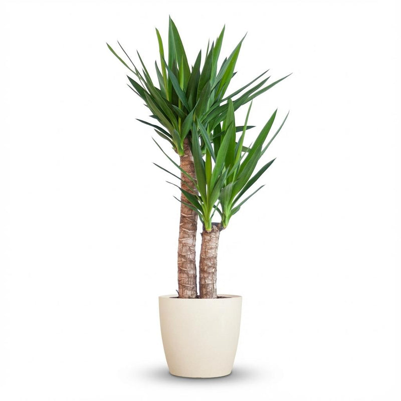 Yucca Palmlilie mit weißem Topf – 90cm – Ø21