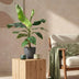 Bananenpflanze Musa acuminata Dwarf Cavendish im Topf (70-75cm) Bild 5