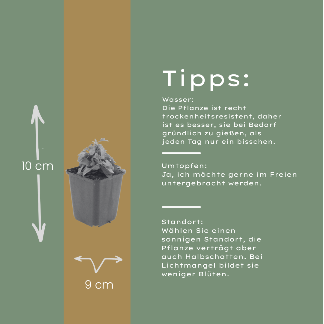 12x Karvinskis Gänseblümchen (Erigeron karvinskianus) 10-25cm