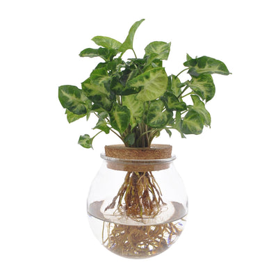 Syngonium Pixie Hydroponik-Pflanze im Ø12cm Topf
