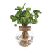 Syngonium Pixie Hydroponic Plant in a Ø12cm Pot Bild 1