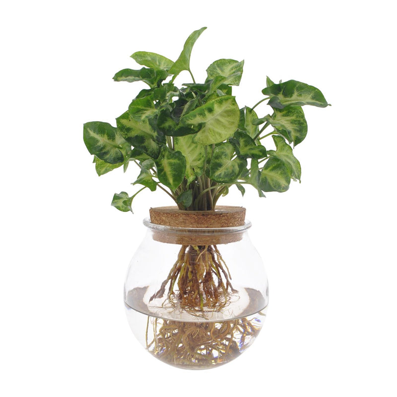 Syngonium Pixie Hydroponic Plant in a Ø12cm Pot