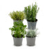 Italienische Kräuter Mischung (4er Set) - 12cm Topf, 12-15cm Höhe Bild 1