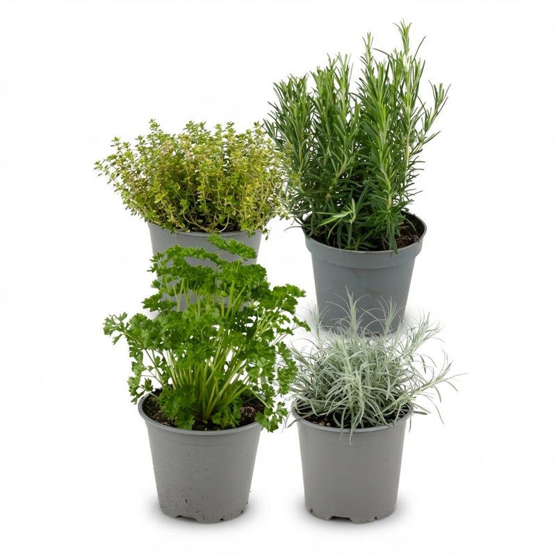 Italienische Kräuter Mischung (4er Set) - 12cm Topf, 12-15cm Höhe