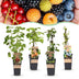 Green boutiQ Fruit Plant Mix: 4 Hardy Berries for Your Garden Bild 1