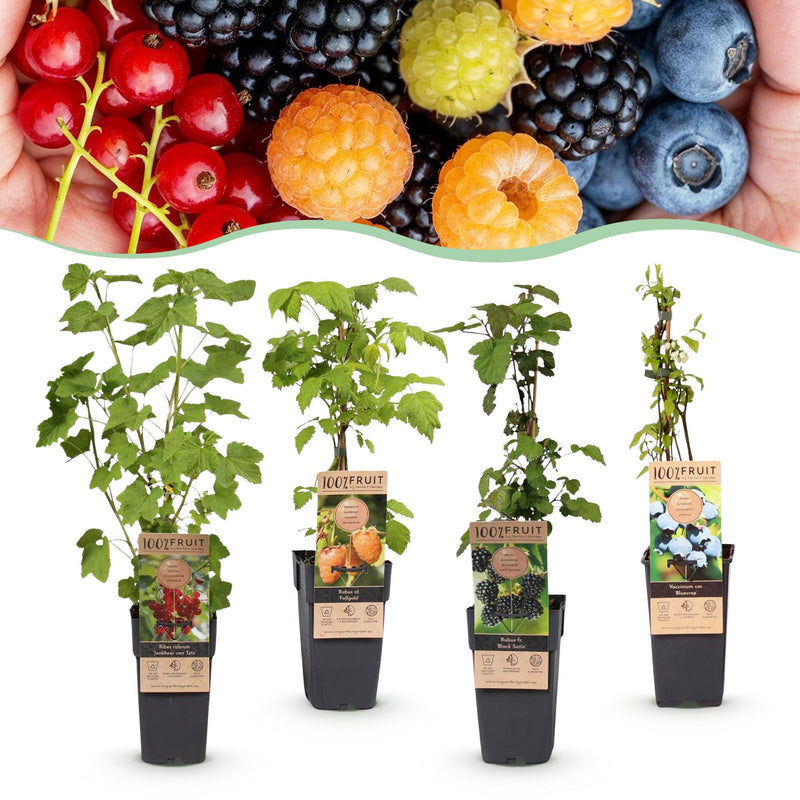 Green boutiQ Fruit Plant Mix: 4 Hardy Berries for Your Garden