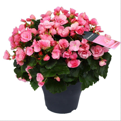 Begonie Betulia 'Candy' Roze – Ø19cm – ↕35cm – Rosa Blüte