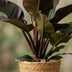 Philodendron Imperial Red - easy-care houseplant in basket, 60cm Bild 5