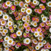 48x Mexican Fleabane (Erigeron karvinskianus) - 10-25cm Bild 8