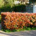 Photinia Little Red Robin Heckenpflanzen - 8 Stk. - Immergrün Bild 5