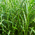6x Miscanthus sinensis „Zebrinus“ – Auffälliges Zebragras mit dekorativ gestreiftem Blatt | Topfgröße 12 cm Bild 3