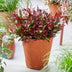 GreenboutiQ - Gartenpflanze - Leucothoe Little Flame - Rot - 2 Pflanzen - Immergrün - Pflegeleicht - Topf 17cm Höhe 45cm Bild 4