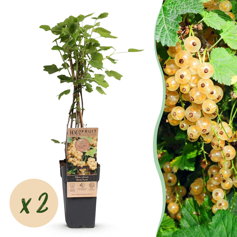 Weiße Johannisbeere 'Witte Parel' - 2 Pflanzen im 15cm Topf
