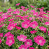 Green boutiQ - Stauden - Geranium sang. Max Frei - Storchschnabel - Bodendecker - Rosa - 1 Pflanze - Topf 11cm - Höhe 15-25cm Bild 5