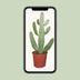 Opuntia Consolea Kaktus (Ø17cm, ↕55cm) - Pflegeleichte Zimmerpflanze Bild 5