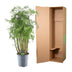 Polyscias Hawaiiana Ming - Zierpflanze für Ihr Zuhause, 100 cm Bild 4