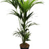 Howea Forsteriana (Kentia-Palme) 5 Stämme 120-140cm Bild 1