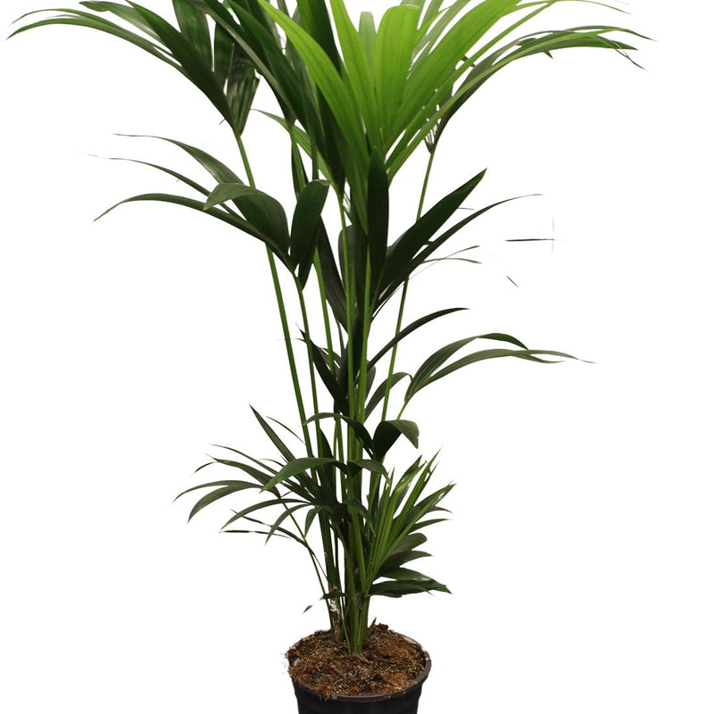 Howea Forsteriana (Kentia-Palme) 5 Stämme 120-140cm