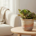 Fittonia Bubble Red Mosaikpflanze – Tropische Schönheit für Ihr Zuhause Bild 3