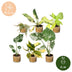 Baby Tropical Mix: 6 bunte Zimmerpflanzen im 6cm Topf Bild 5