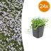 24x Isotoma fluviatilis - ↕10-25cm - Ø9cm Bild 1
