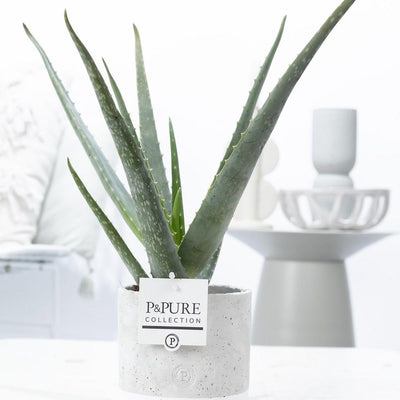 Aloe Vera im Jade Keramiktopf Ø 12 cm – Höhe 45 cm