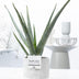 Aloe Vera im Jade Keramiktopf Ø 12 cm – Höhe 45 cm Bild 2