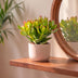 Crassula Ovata - Geldbaum - Grün - Sukkulente/Kaktus - Ø12cm - ↕16cm Bild 3