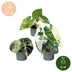 3er Alocasia Tricolour Variegata Babypflanzen Set Ø6cm Bild 5